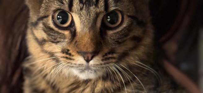 Part Bengal kitten looking intensely at the camera